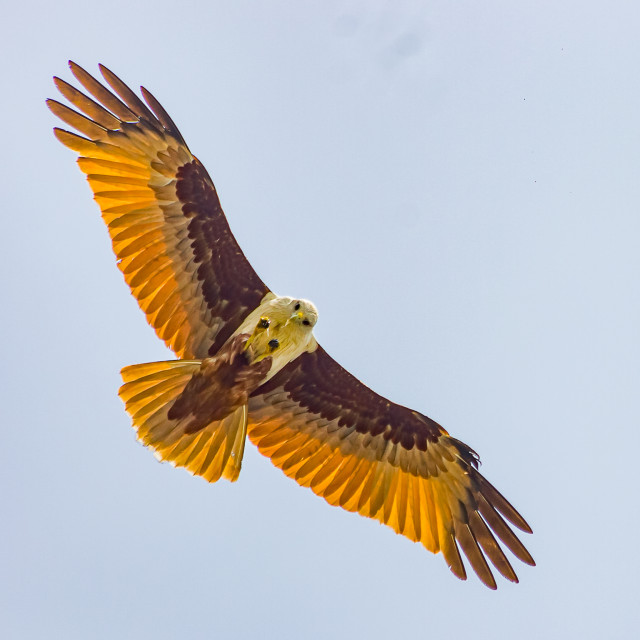 Flight