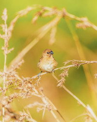 Baby Bird