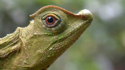 අහිංසක