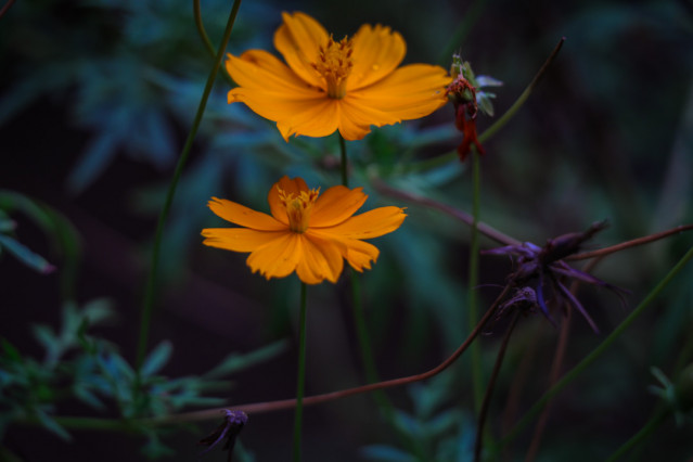 Flora