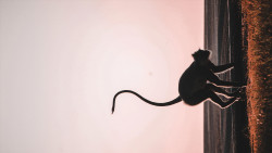 නොදුටු පැතිකඩ - Unseen profile