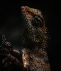 The Evolutionary friend