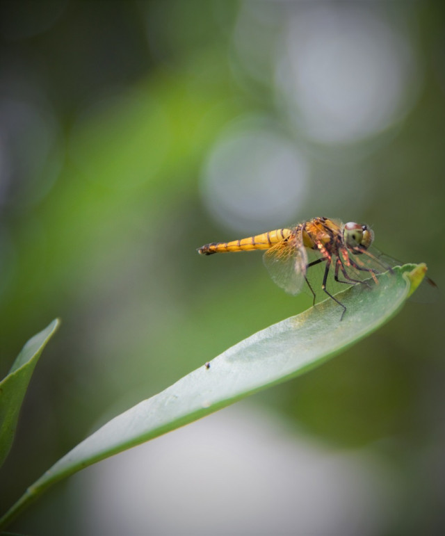 Dragonfly