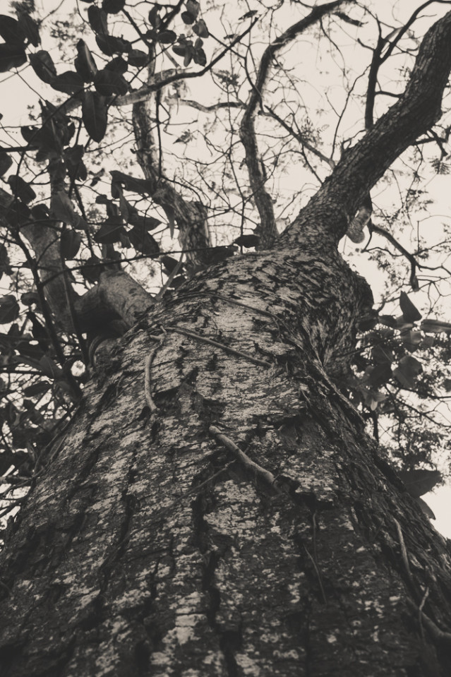Under the Tree