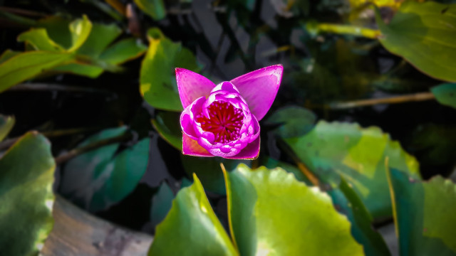 Lotus Flower