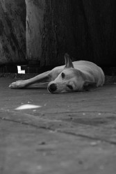 Lying dog