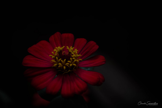 Urban Flower