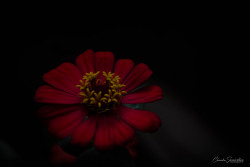 Urban Flower