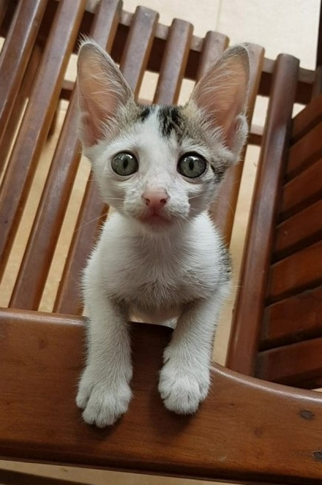 The sparkling eyes and the geometrically straight ears!