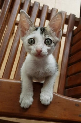 The sparkling eyes and the geometrically straight ears!