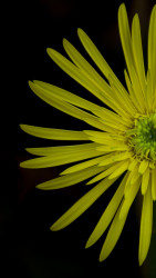 Blacknyellow
