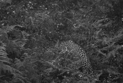 Camouflage