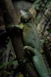 Camouflage