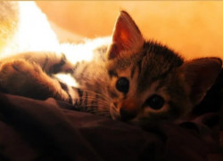 kitty in frame