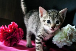 Kitty