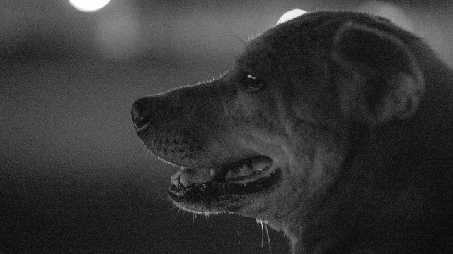 The old Dog