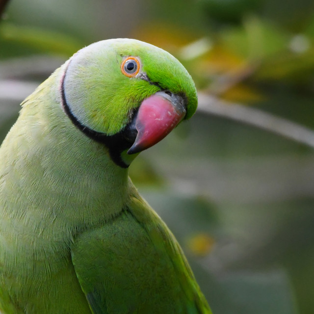 Parrot Potrait