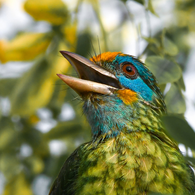 Yellow Fronted Barbet