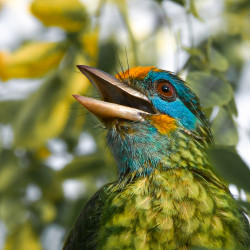 Yellow Fronted Barbet