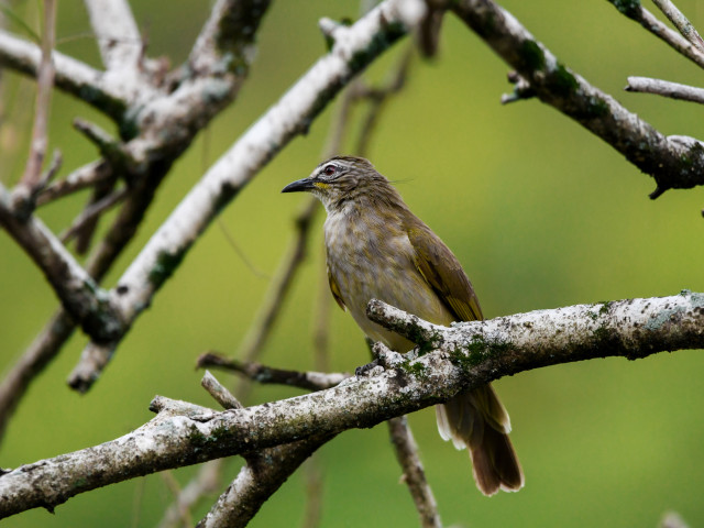White Browed Bulbul
