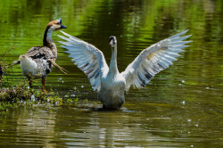 Swam In The Pond