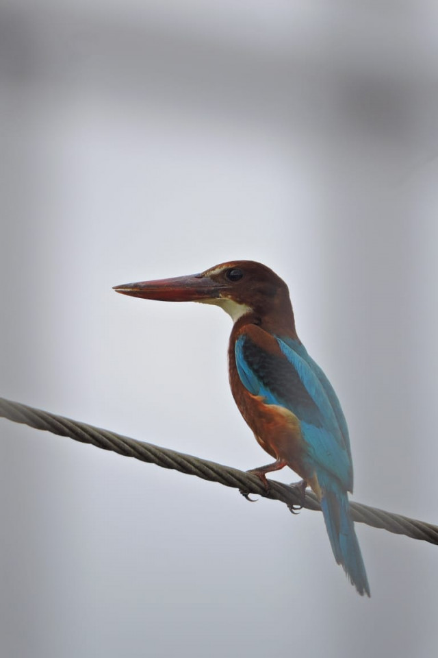 King of All Fishers