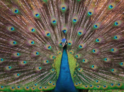 Vividness