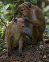 Motherly Love