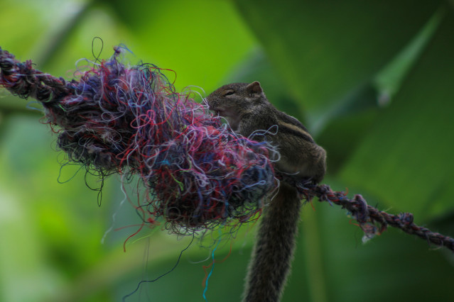 For a warm nest