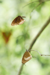Butterflies