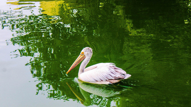 Bird in swamp