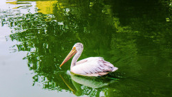 Bird in swamp
