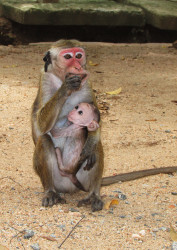 Hungry baby