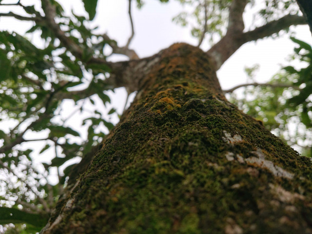 Macro photograph of mango tree