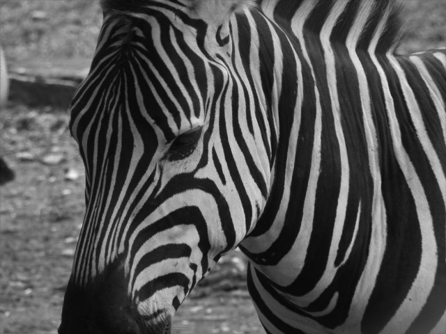 Zebra