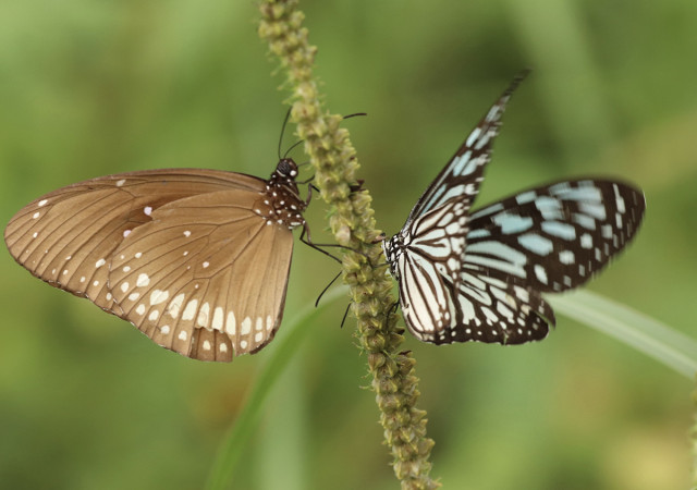 BUTTERFLIES