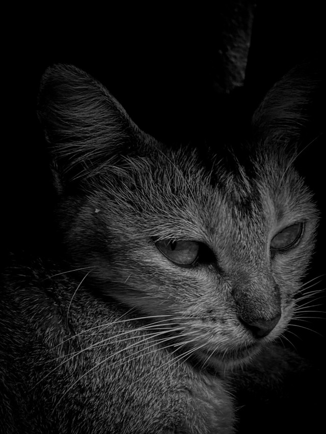 cat