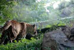 Hunter