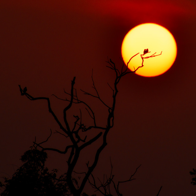 Morning Sunrise With Birds