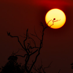Morning Sunrise With Birds