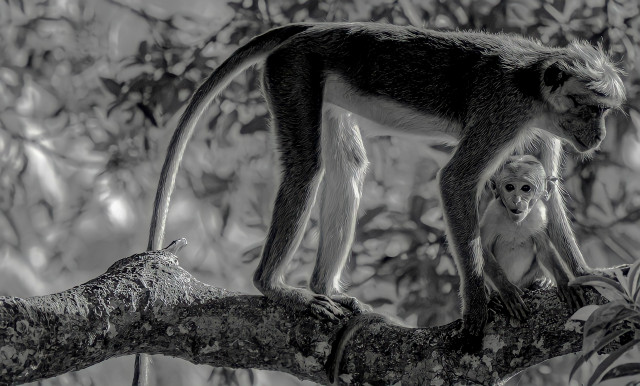 Baby Monkey With His Mom
