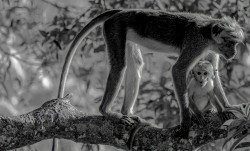 Baby Monkey With His Mom