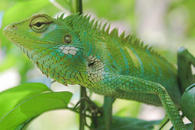 The lizard