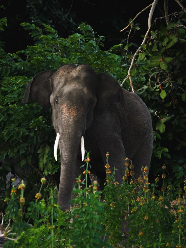 wild beauty