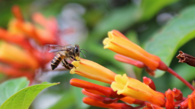 Honey collector