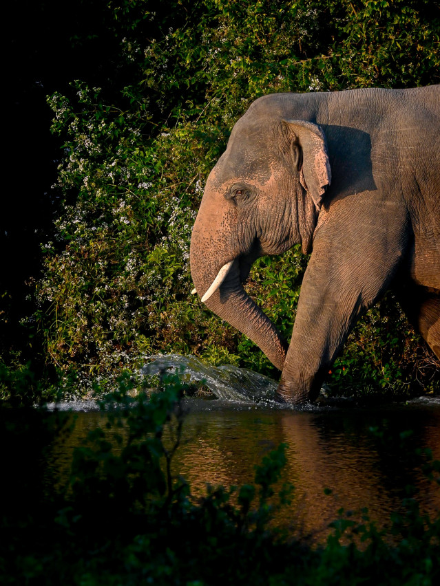 beauty of wild