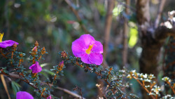 Osbeckia lanata