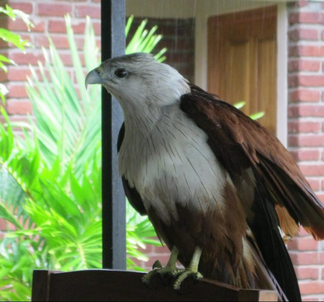 Eagle