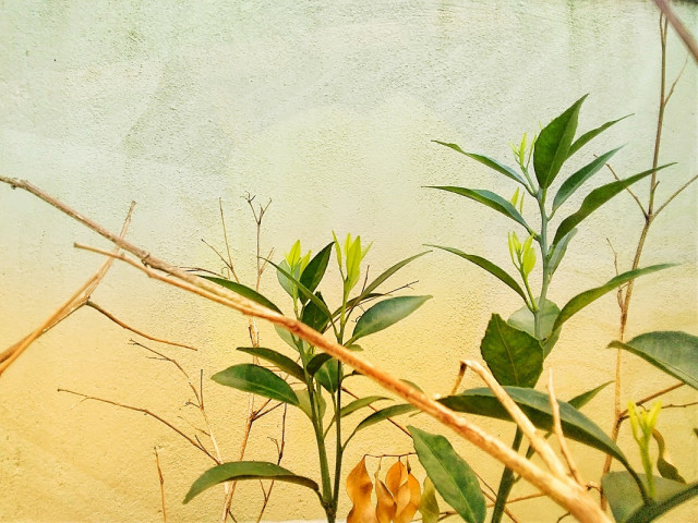 A Story Of A Green Life