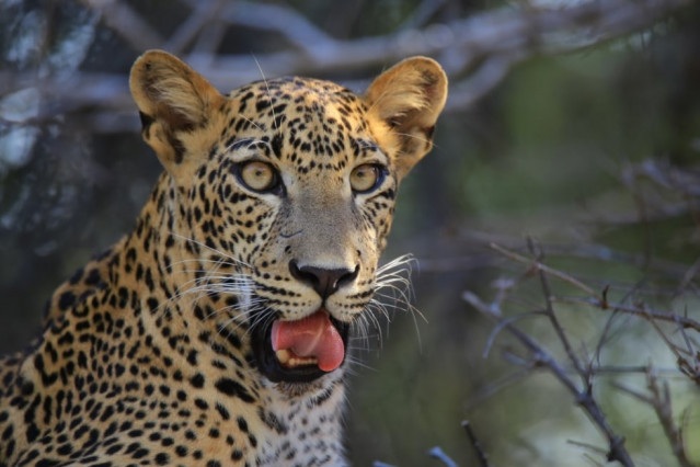 Leopard